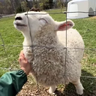 🐏