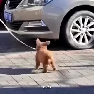 🐾