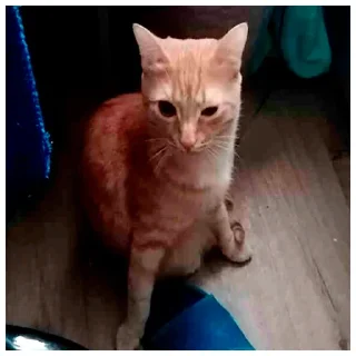 🐱