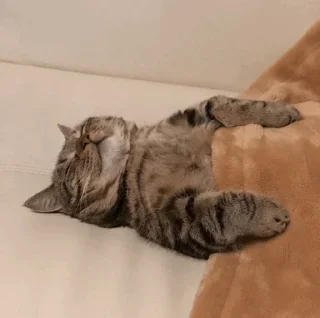 🐈