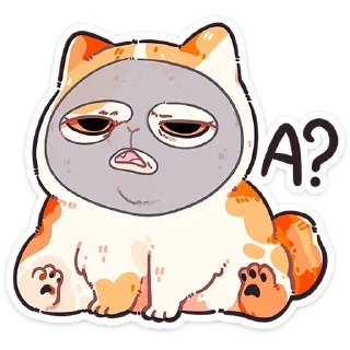 🐱