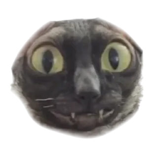 👽