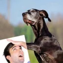 🐶