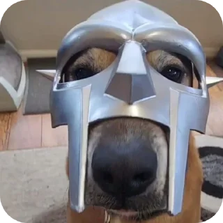🐶