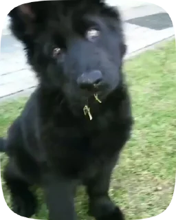🐶