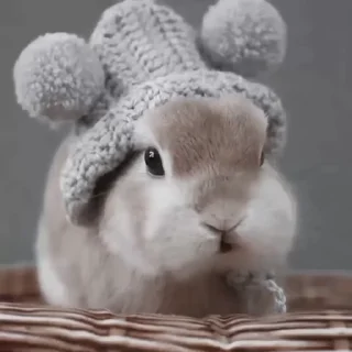🐇