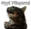 🙀