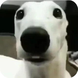 🫣