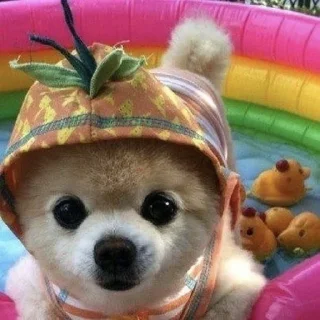 🐶