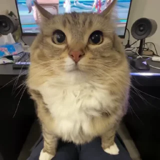 🌟