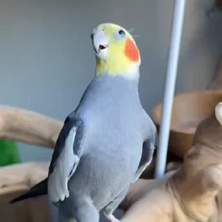 🤩