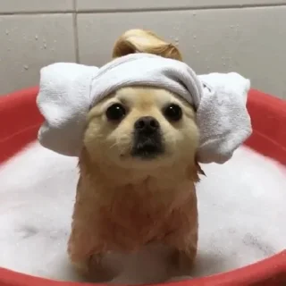 🐶