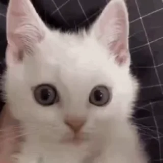 🤬