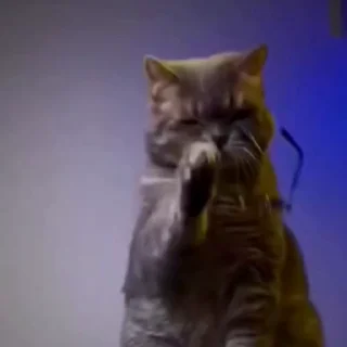 🐈‍⬛️