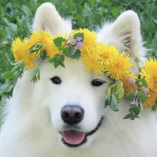 🌼