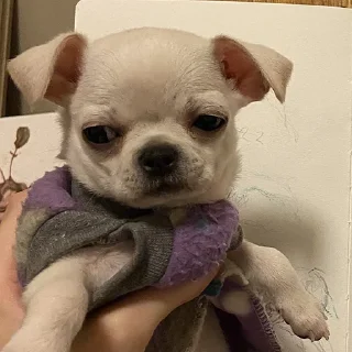 🐶
