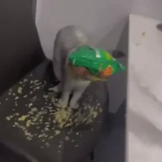 🐈