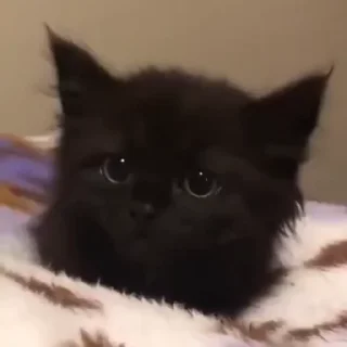 🐱