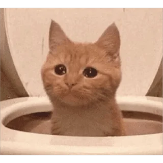 🐱
