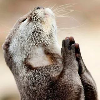 🙏