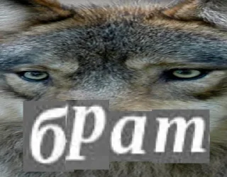 Волк за брата @sticker_na_vorotnik