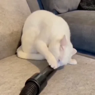 🐈