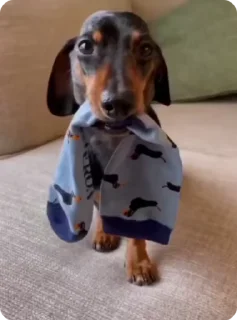 🧦