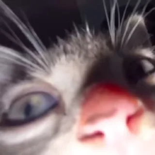 🐾