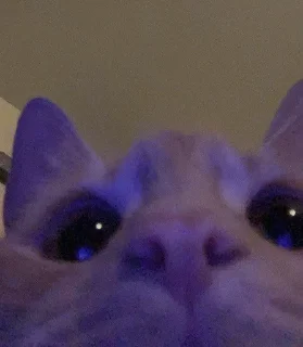 🫧