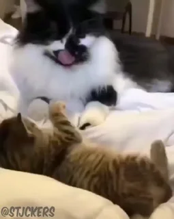 😾