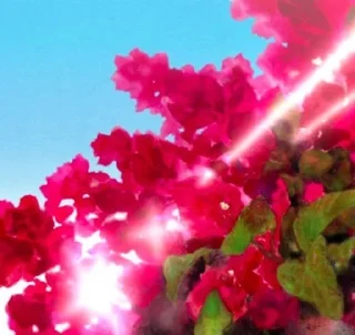 🌺
