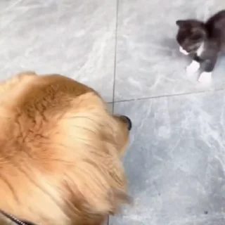 🐩