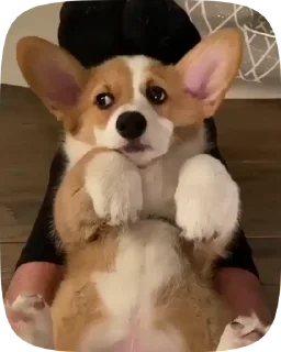 🐶