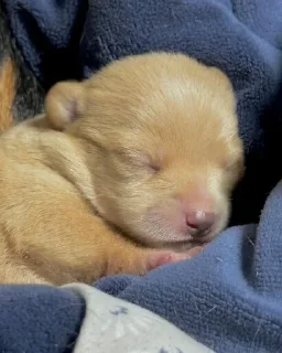 😴