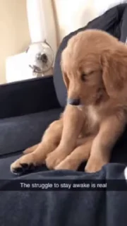 😴