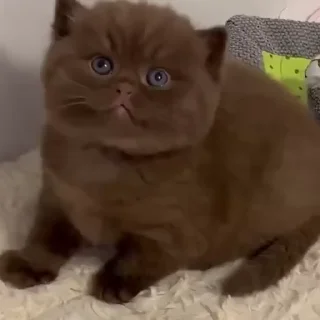 💋