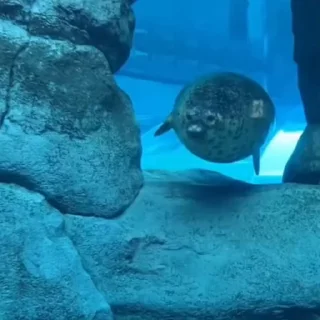 🦭