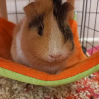 🐹