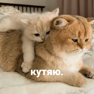 😢