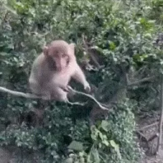 🌳