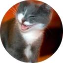 🐱