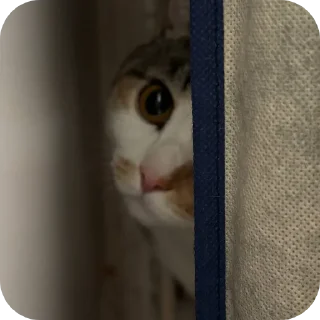 🐱