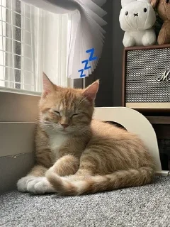 💤