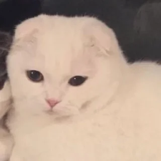 😼