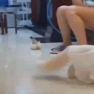 🐈