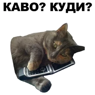 🙀