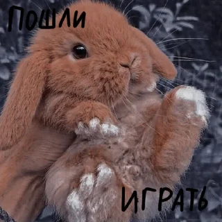 🐰