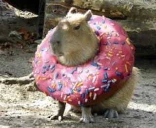 🍩