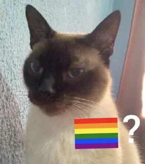 🏳️‍🌈