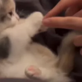 🌟